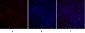 NOS3 Polyclonal Antibody